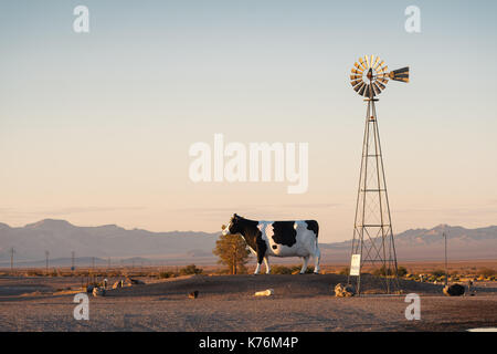 Il grande di bovini di deserto al tramonto nella valle Armagosa, Nevada, nei pressi dello Stato della California e linea Death Valley Junction Foto Stock