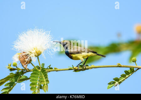 Oliva-backed sunbird holding brach mangiare bianco nettare di fiori Foto Stock