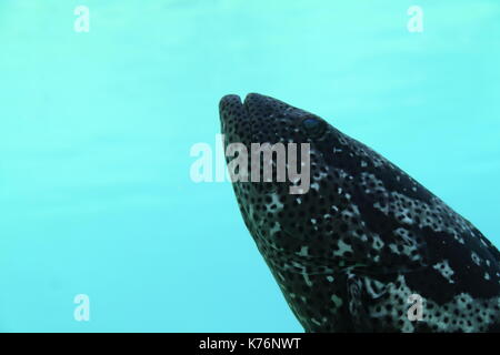 Queensland raggruppatore (Epinephelus Lanceolatus) Foto Stock