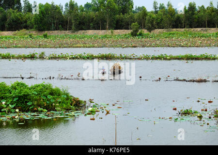 Dong Thap, Viet Nam, vietnamita uomo immersione in acqua e spingere la barca di legno per la cattura di pesci da pescare pot, agricoltore anfibia sul campo inondato Foto Stock