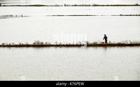 L'uomo pescare sul campo inondato durante la stagione di allagamento, azienda agricola riempito con acqua, agricoltore la cattura di pesce dalla rete da pesca al delta del Mekong, Vietnam Foto Stock
