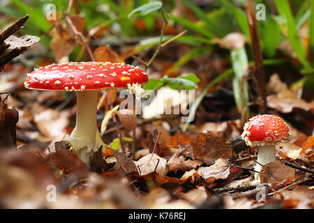 Toadstool (fungo amanita muscaria) coppia Foto Stock