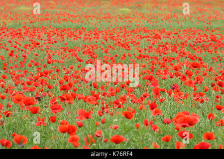 Campo di papavero (Papaver rhoeas) Foto Stock