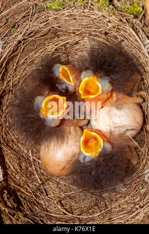 Robin (erithacus rosolia) neonati e uova
