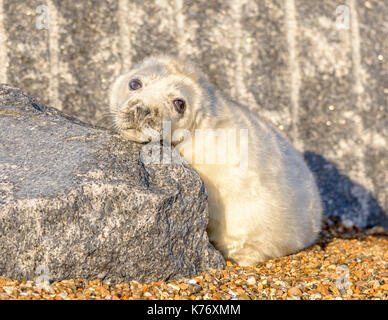 Carino guarnizione grigia su pup winterton/ horsey gap beach/ north norfolk/ Inghilterra/UK/ british isle. Foto Stock
