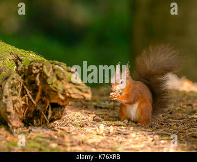 Scoiattolo rosso durante la luce del giorno/sunshine Brownsea Island/Poole/Hampshire/Sud dell'Inghilterra/UK/Isole britanniche Foto Stock