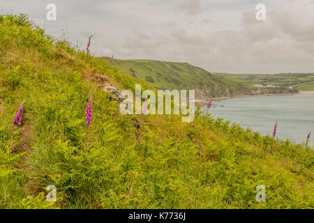 Guardando dal punto di partenza lungo la costa della baia di inizio a hallsands - South Devon, Regno Unito. Foto Stock