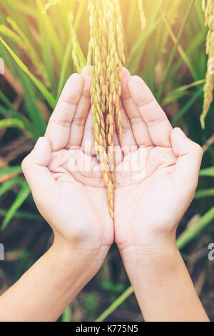 Agriculturetouching un giovane del riso nella risaia Foto Stock