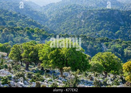 La Grecia, Creta orientale, Lassithi distretto, sulla strada fino a Katharo altopiano, Abelitsia (Zelkova abelicea) alberi endemici Foto Stock