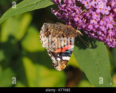 Dettaglio della parte inferiore della Red Admiral butterfly con ante chiuse su alimentazione Buddleja, Buddleia o noto anche come Butterfly Bush in Cumbria, England, Regno Unito Foto Stock