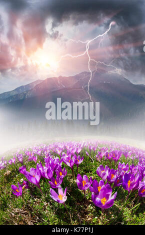 Una calda giornata di primavera, la neve si scioglie al sole sui prati alpini e la fioritura fiori di primavera in background erba giovane nei Carpazi mo Foto Stock