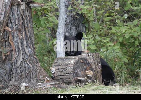 Black Bear nascondersi dietro i registri Foto Stock