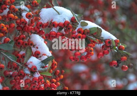 Piracantha Firethorn nella neve Foto Stock
