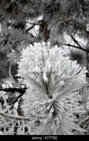 Pine baciato da inverno Foto Stock