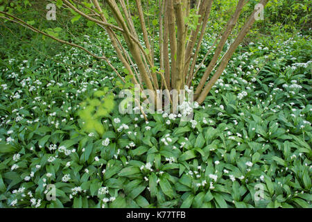 Ramsons (Allium ursinum) massa di fioritura, crescente con comuni nocciolo (Corylus avellana), Hetchell legno, West Yorkshire, Inghilterra, può Foto Stock