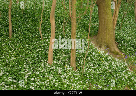 Ramsons (Allium ursinum) massa di fioritura, crescente sulla sponda ripida con comuni nocciolo (Corylus avellana), Hetchell legno, West Yorkshire, Inghilterra, può Foto Stock