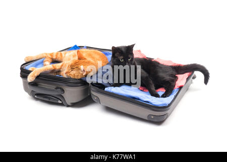 Due gatti a prendere confidenza in un aperto, imballato i bagagli, pronto a viaggiare; su bianco Foto Stock