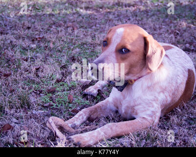 Cane che stabilisce nel cantiere di erba Foto Stock