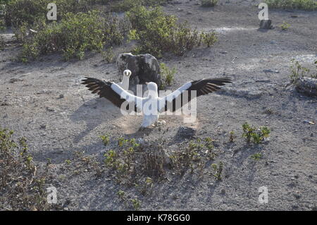 Nazca boobies (sula granti) nidificazione sull isola genovesa, isole Galapagos, Ecuador. Foto Stock