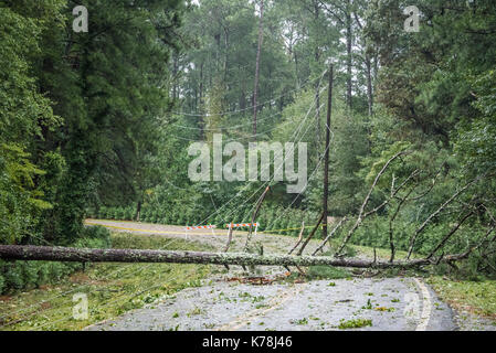 Tempesta tropicale venti da uragano irma portato estesi danni ad albero e abbattuto le linee di alimentazione in atlanta, georgia area metropolitana. (Usa) Foto Stock