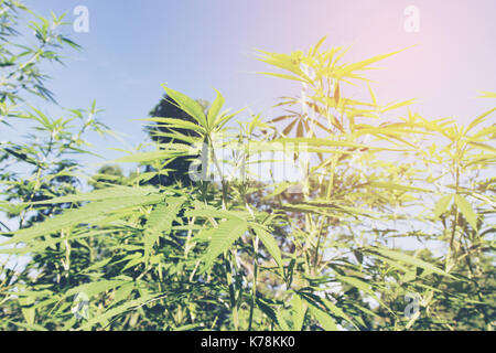 La marijuana Bud su tettoia coperta di piante di cannabis con piatto in stile vintage Foto Stock