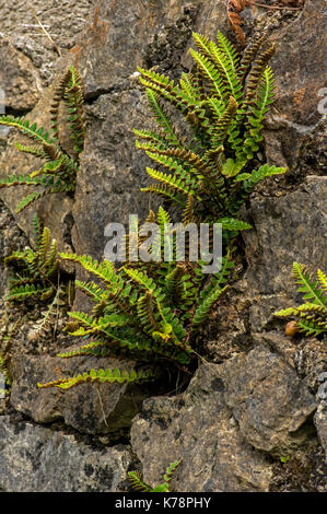 Rustyback fern. piuttosto scarse, trovata su lime ricca di pareti e rocce. Foto Stock
