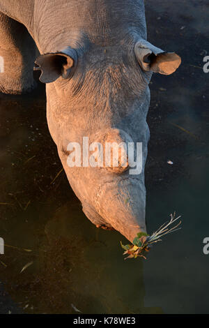 Un maschio di rinoceronti neri e prende un drink dal olifantsrus waterhole nel settore occidentale del Parco Nazionale di Etosha, Namibia Foto Stock