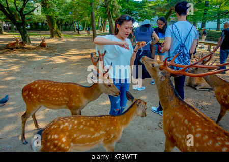 Nara, Giappone - 26 luglio 2017: unidentified donna che indossa una t-shirt bianco, alimentando un cervo selvatico a Nara, Giappone. nara è un importante destinazione turistica in Giappone Foto Stock
