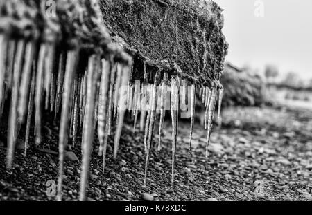 Arrivare in basso e catturare i ghiaccioli che si formano sulla rotta lastre di ghiaccio Foto Stock