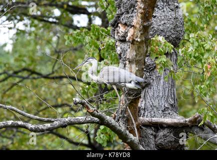 Airone blu (Ardea erodiade) arroccato in una struttura ad albero Foto Stock