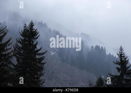 Vari strati di alberi e piante su un lato montagna nel mezzo della nebbia Foto Stock