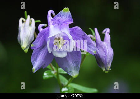 Aquilegia alpina (aquilegia vulgaris) Foto Stock