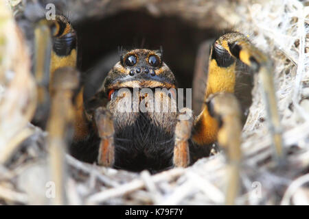 Spider Wolf (lycosa tarantula) nel suo foro Foto Stock