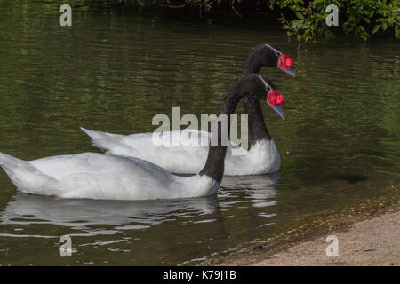 Nero-cigni a collo alto a Slimbridge Foto Stock