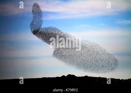 Un grande gregge di comune starling (sturnus vulgaris) brulicare la sera prima sono ' appollaiati. fotografato vicino a yeruham, negev, israeal Foto Stock