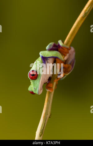 Callidryas o red eyed ranocchio verde dal Costa Rica Foto Stock