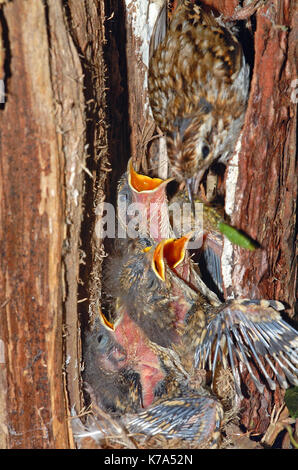 Rampichino alpestre (Certhia familiaris) adulto alimentazione di uccelli baby Foto Stock
