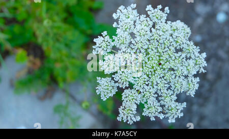 Wild lacy fiore bianco di Daucus carota. Noto anche come Queen Anne's pizzi, wild carota o bird's Nest. La pianta è invasivo. Foto Stock