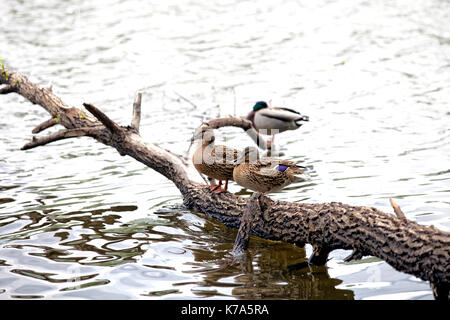 Paio di anatra sorge sul tronco di albero nel fiume, stagno o lago Foto Stock