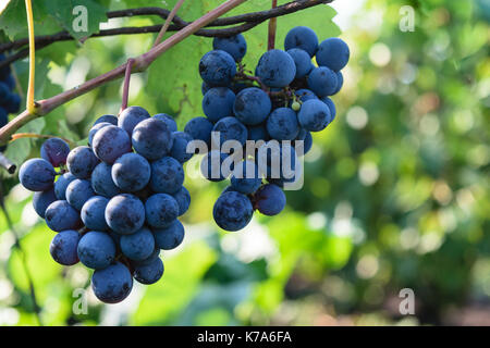 Blu maturano le uve nere - appeso uve di vitigno Foto Stock