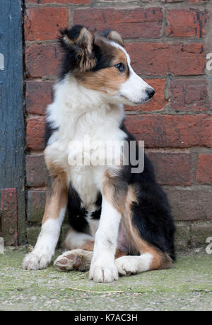 Welsh collie cucciolo, Welsh frontiere, Regno Unito Foto Stock