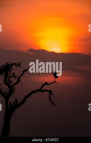 Marabou stork (Leptoptilos crumenifer) su albero stagliano dal tramonto, Masai Mara, Kenya Foto Stock