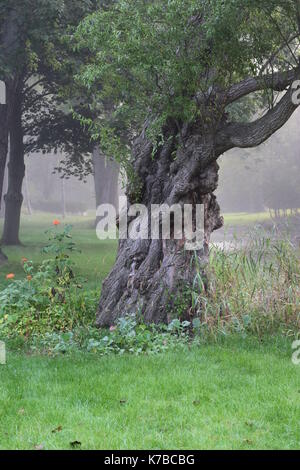 Bella parti del mio giardino Foto Stock