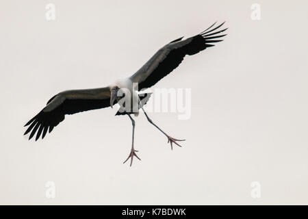 Legno woodstork Cicogna Cicogna mycteria aviaria americana legno ibis Foto Stock