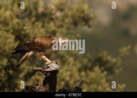 L'aquila del bonelli caccia Foto Stock