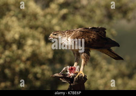 L'aquila del bonelli caccia Foto Stock