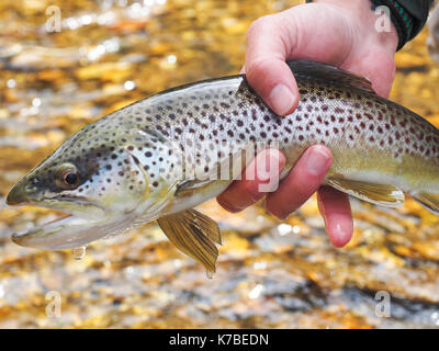 Ritagliate la mano di uomo con pesce pescato in francese ampio fiume Foto Stock