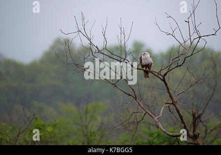 Un rosso backed sea eagle appollaiato su un albero in caso di pioggia Foto Stock
