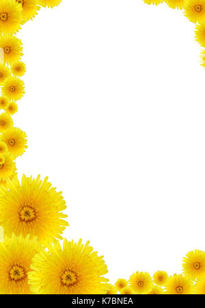 Telaio realizzato dal sacco di giallo dei fiori di dente di leone Foto Stock