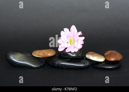 Uno viola gerbera daisy giacente su pietre su sfondo scuro Foto Stock